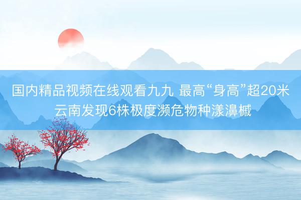 国内精品视频在线观看九九 最高“身高”超20米 云南发现6株极度濒危物种漾濞槭