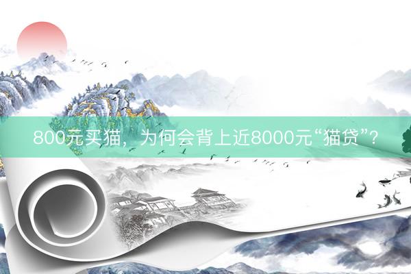 800元买猫，为何会背上近8000元“猫贷”？